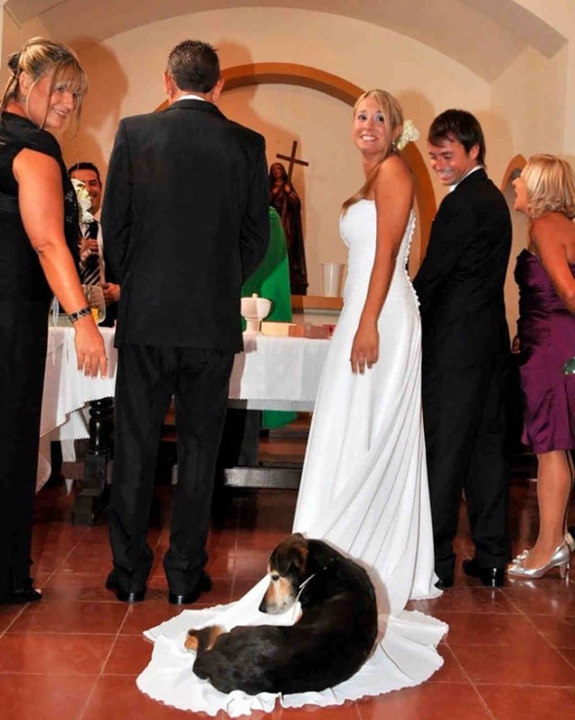 funny wedding photobombs