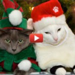 Cat Christmas Whishes