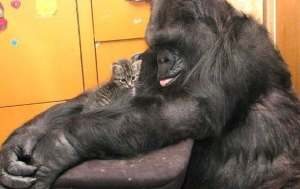 горилла коко и котята